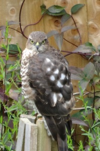 Sparrow Hawk - Female 2