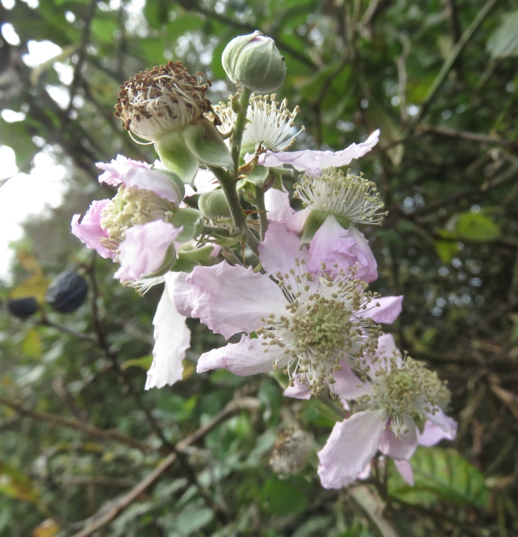 Blackberry blossom