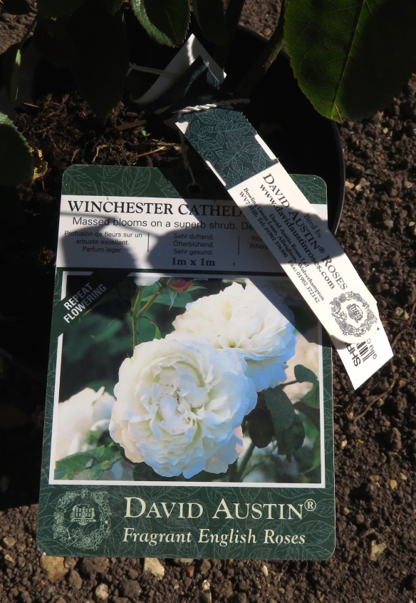 Rose - Winchester Cathedral label