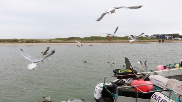 Gulls around boat 1