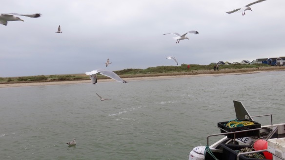 Gulls around boat 2
