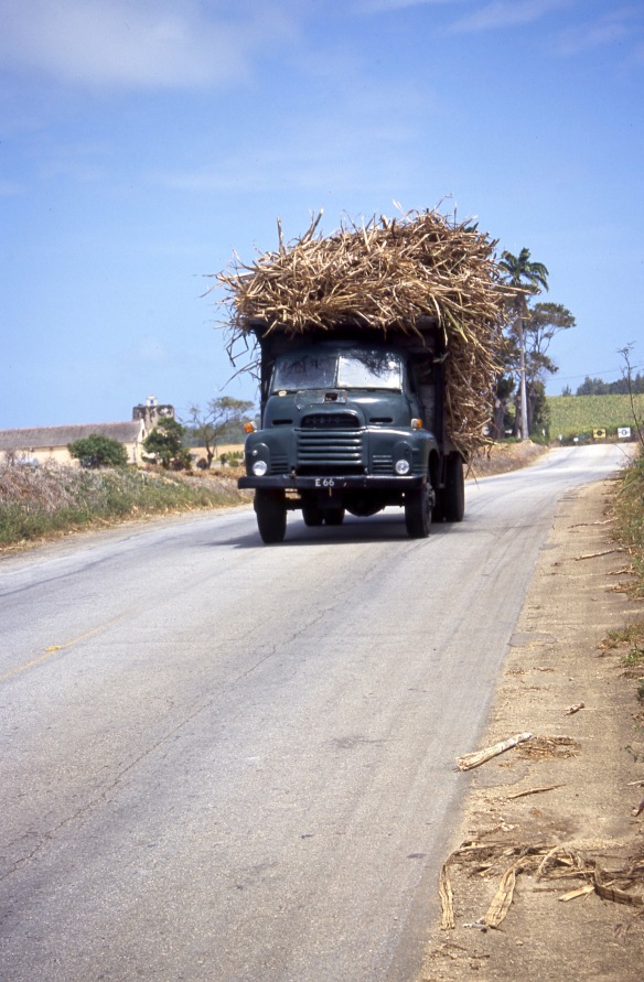 Sugar cane on lorry 5.04 1
