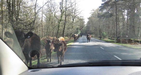 Cattle on road 3