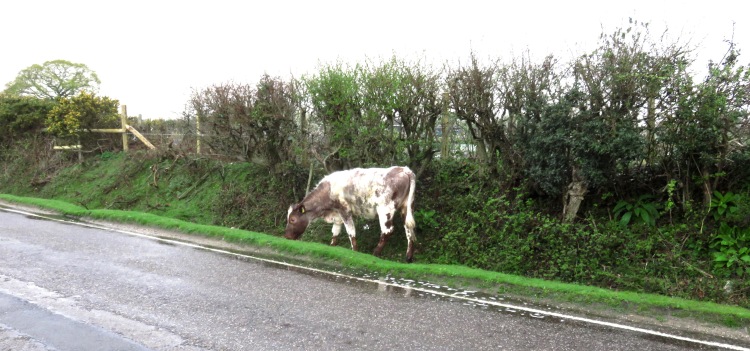 Cow in ditch