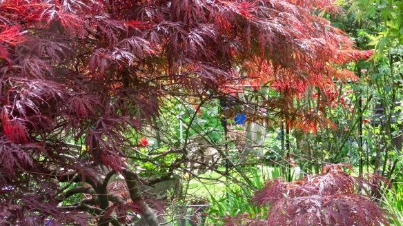 Red Japanese maple