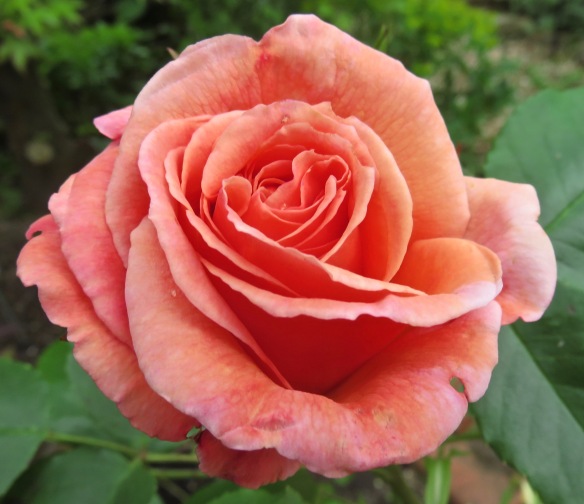 rose peach