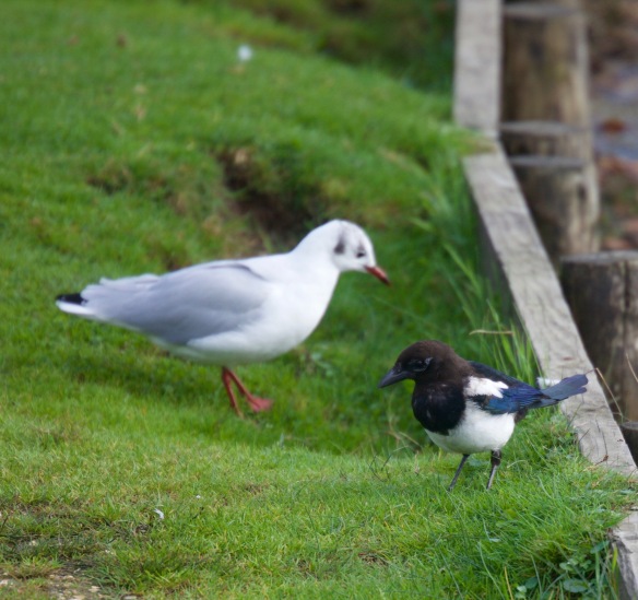 Magpie and gull