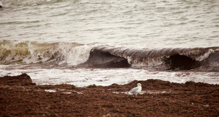 Wave, gull, seaweed 1