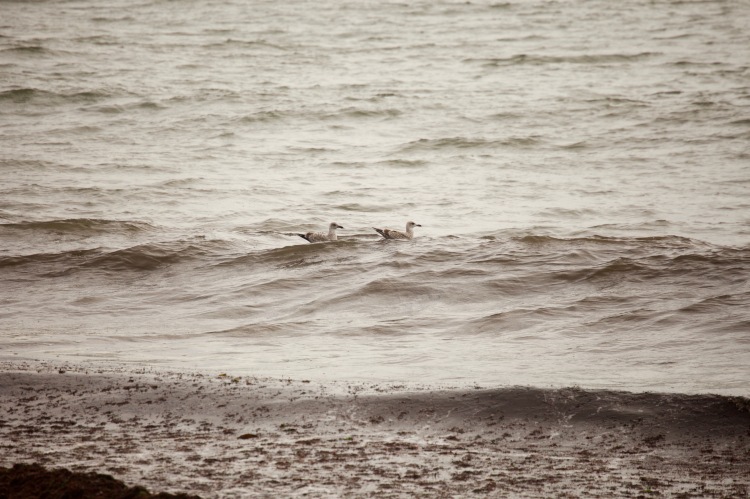 Gulls surfing