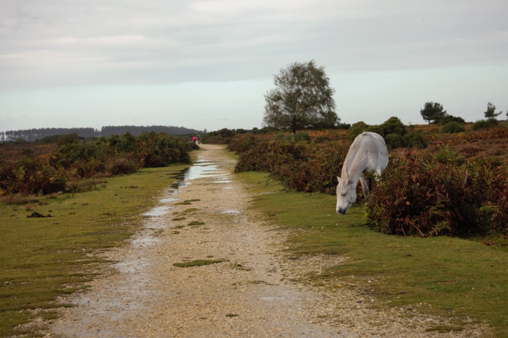 Pony and footpath