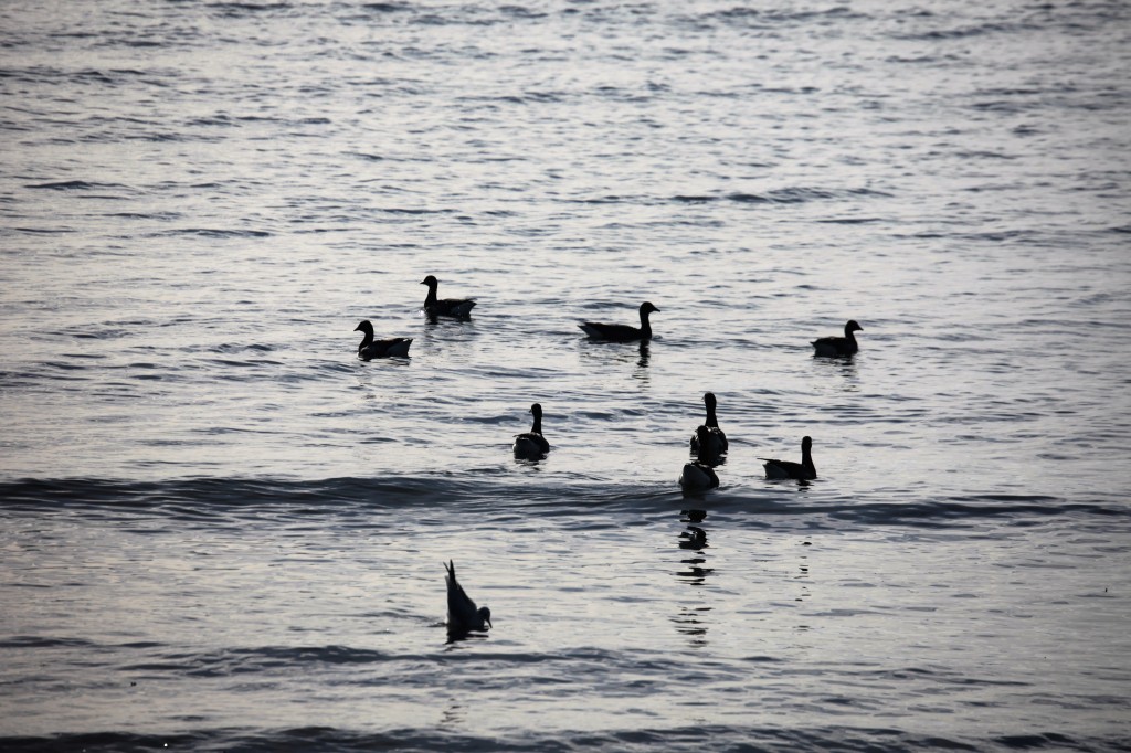 Brent geese on sea