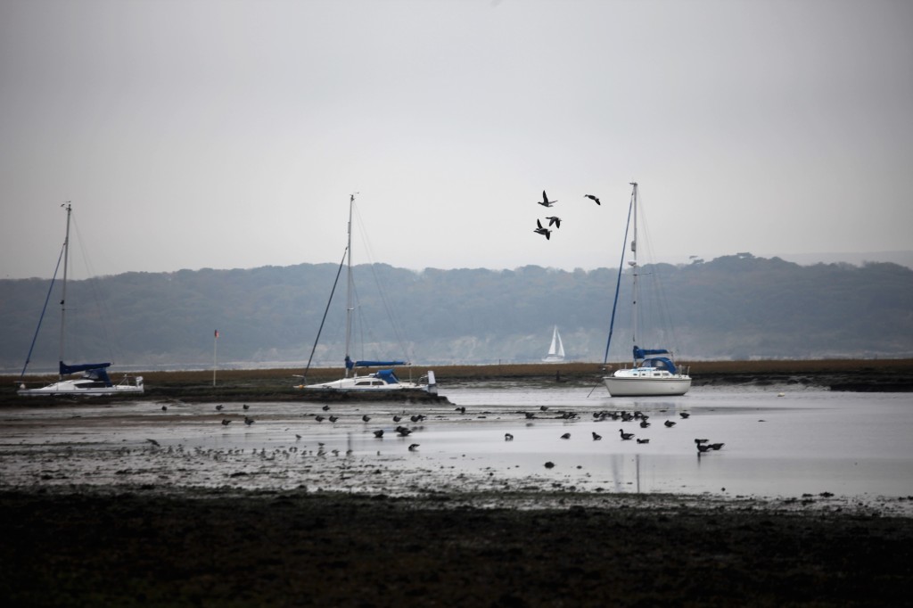 Brent geese ? and boats