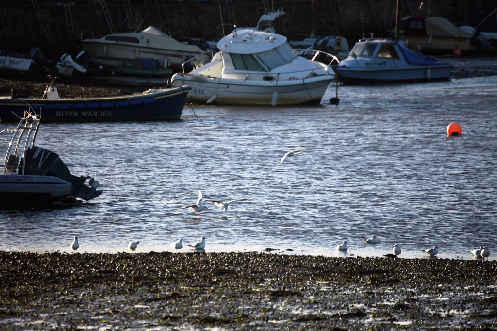Gulls and buoy