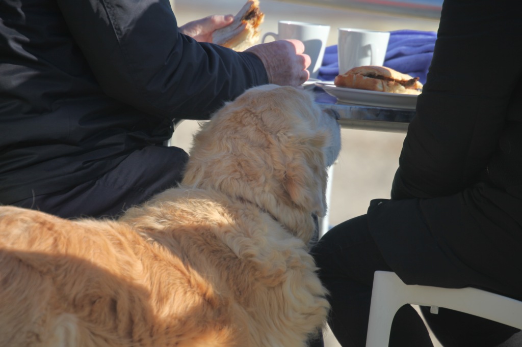 Dog and sandwiches