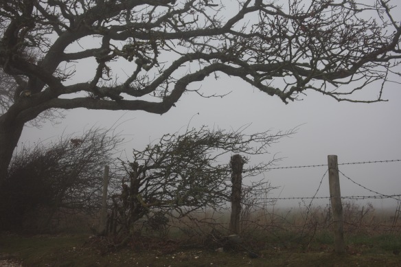 Trees and barbed wire in fog