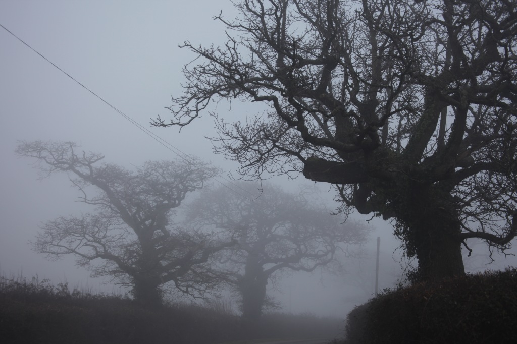 Trees in fog 4