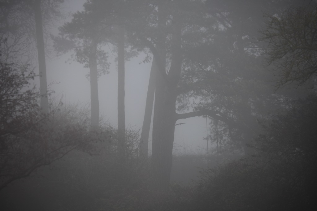 Trees in fog 5