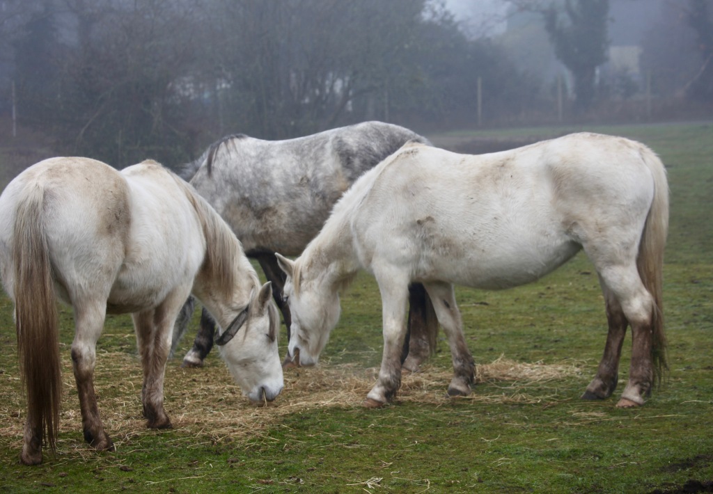 Three grey ponies 2