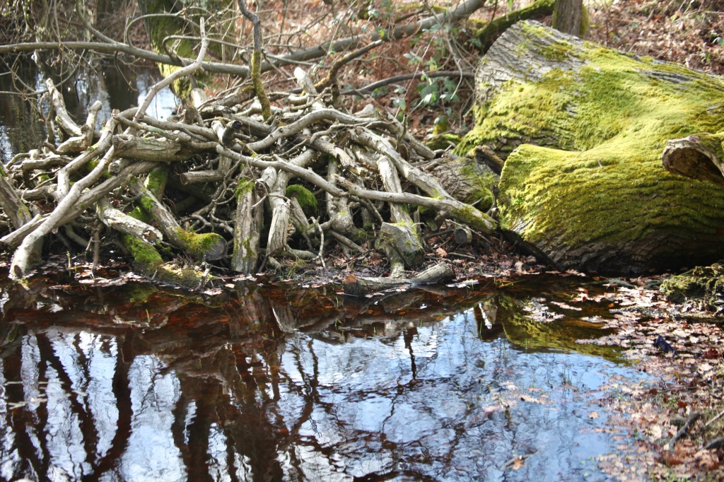 Trees reflected in pools 6