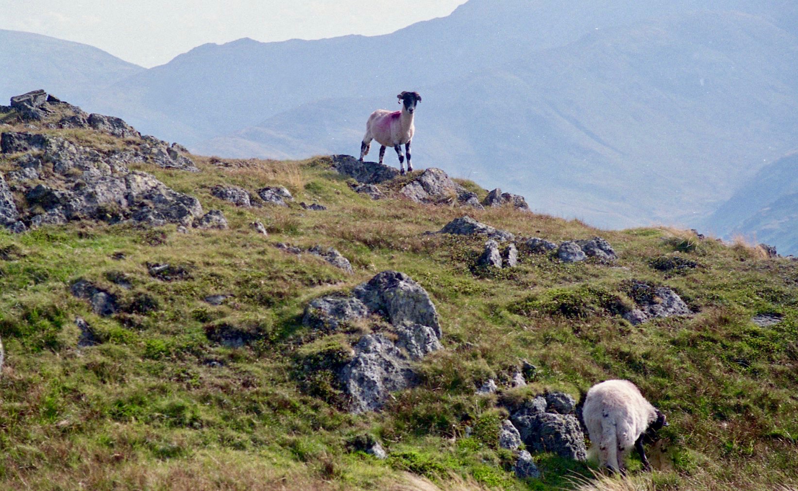 Mountain sheep on Place Fell 18.8.92 1