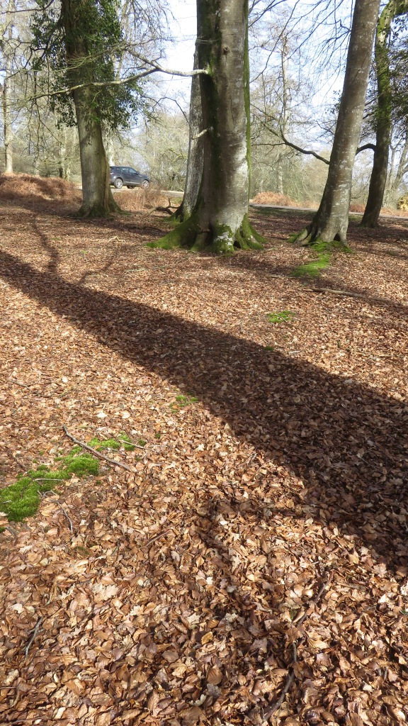 Tree shadow 1