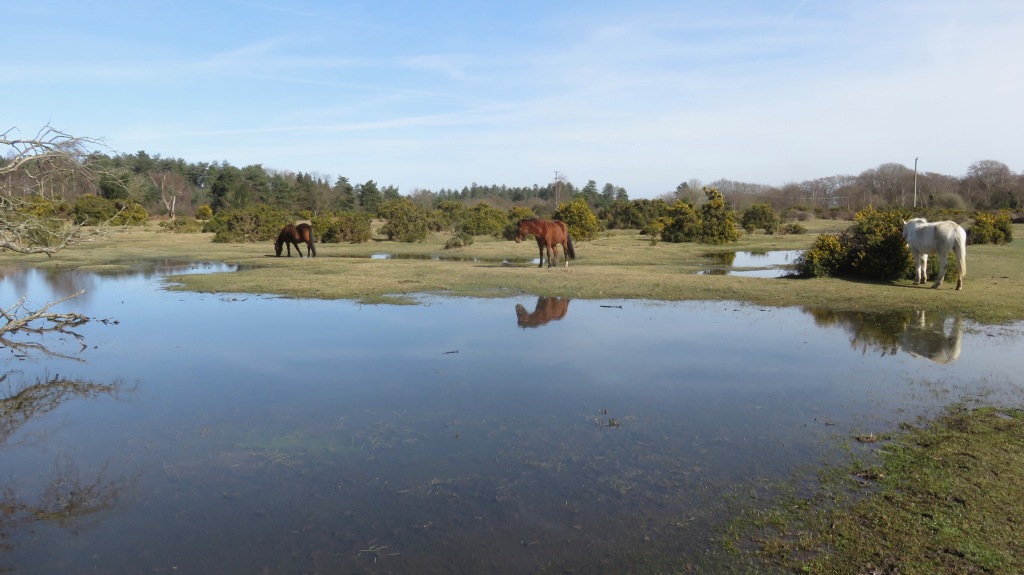 Ponies beside pool 1