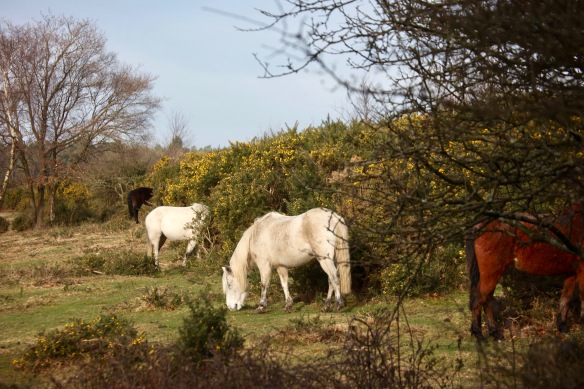Ponies and gorse 2