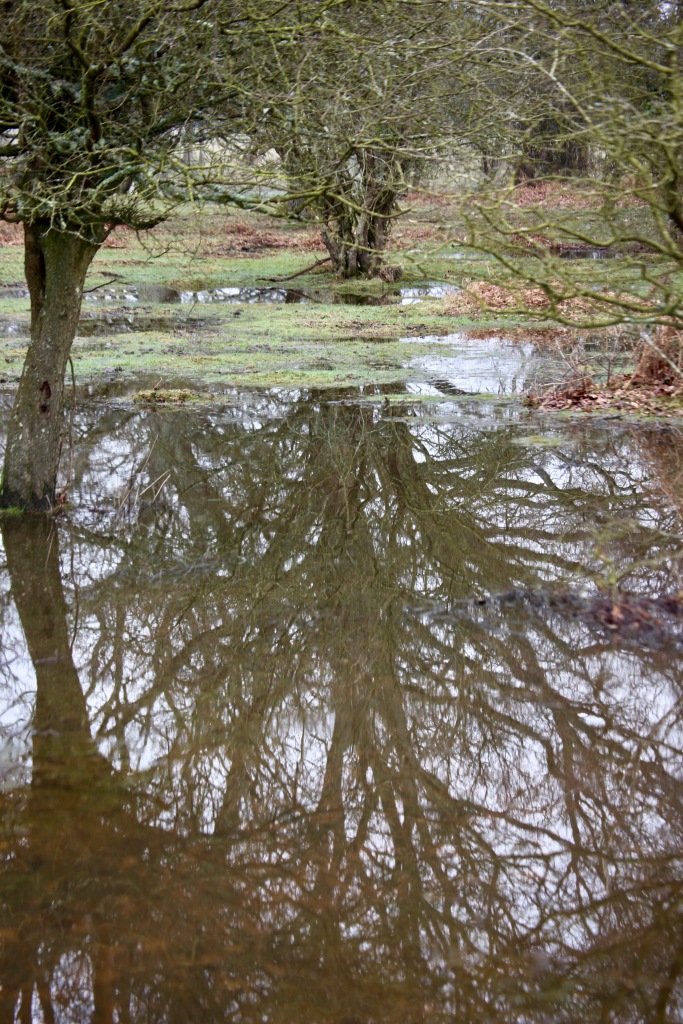 Trees reflected in pools 2