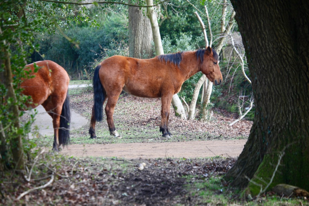 Ponies queueing for lunch 4
