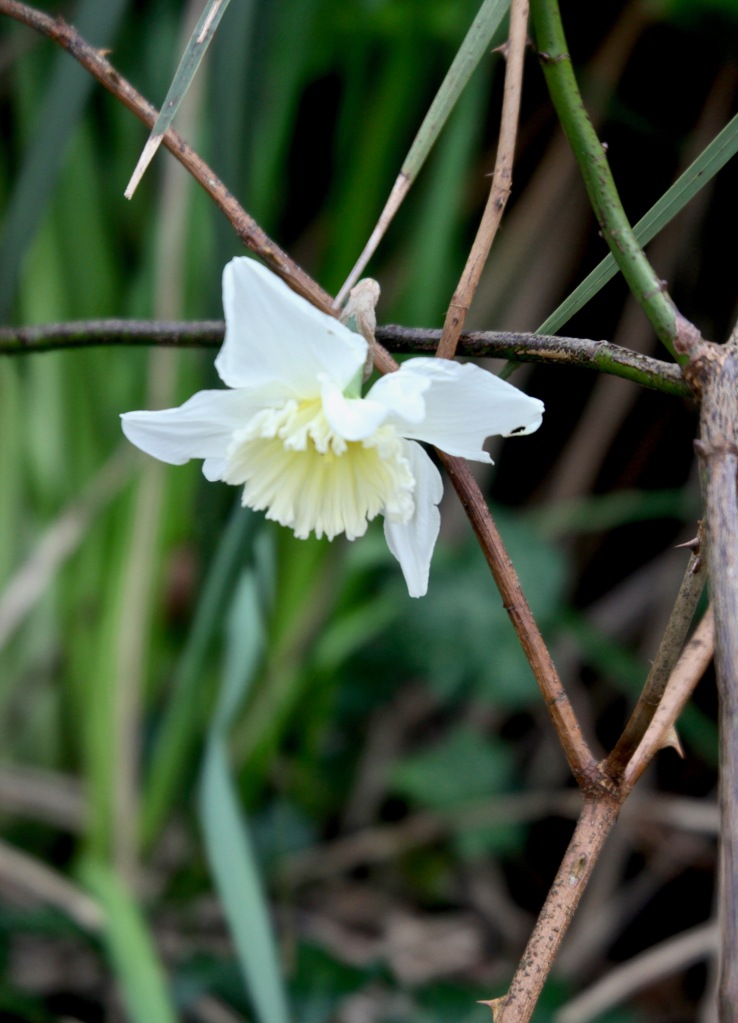 Daffodil 7