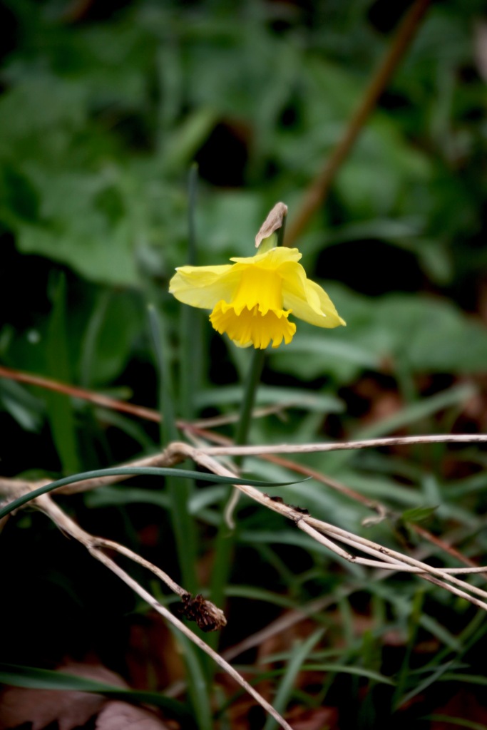 Daffodils 11