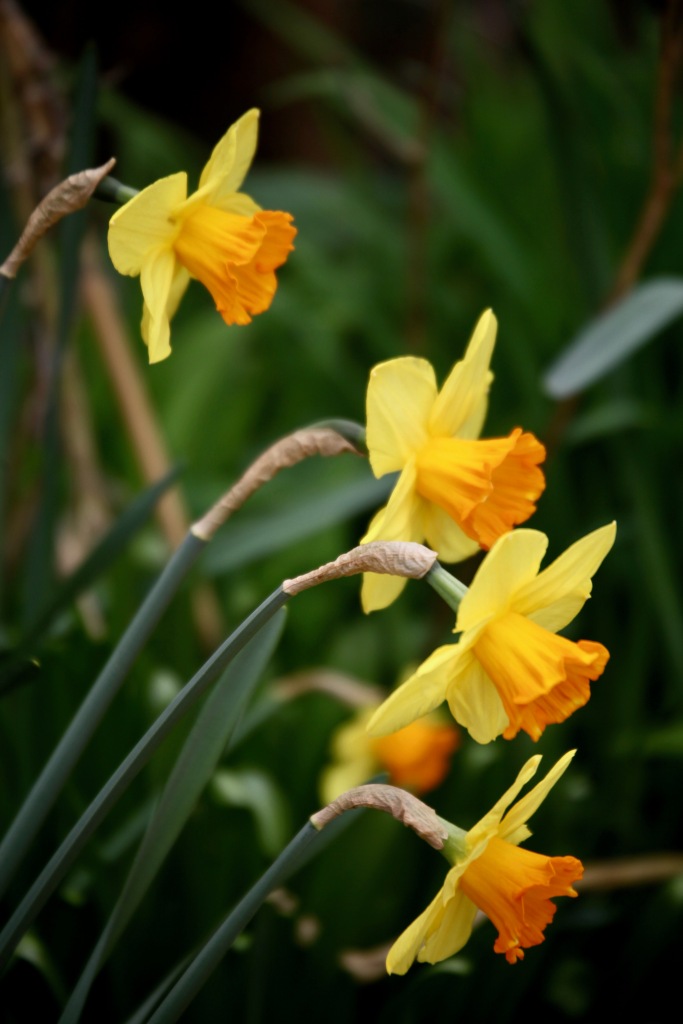 Daffodils 14