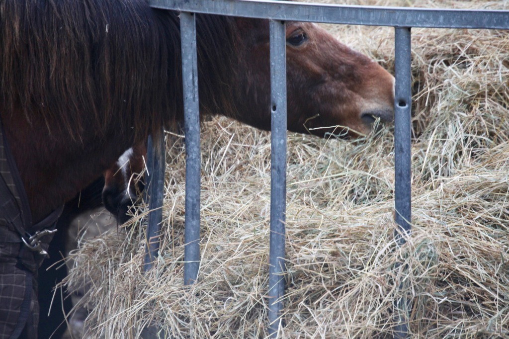 Ponies eating hay 2