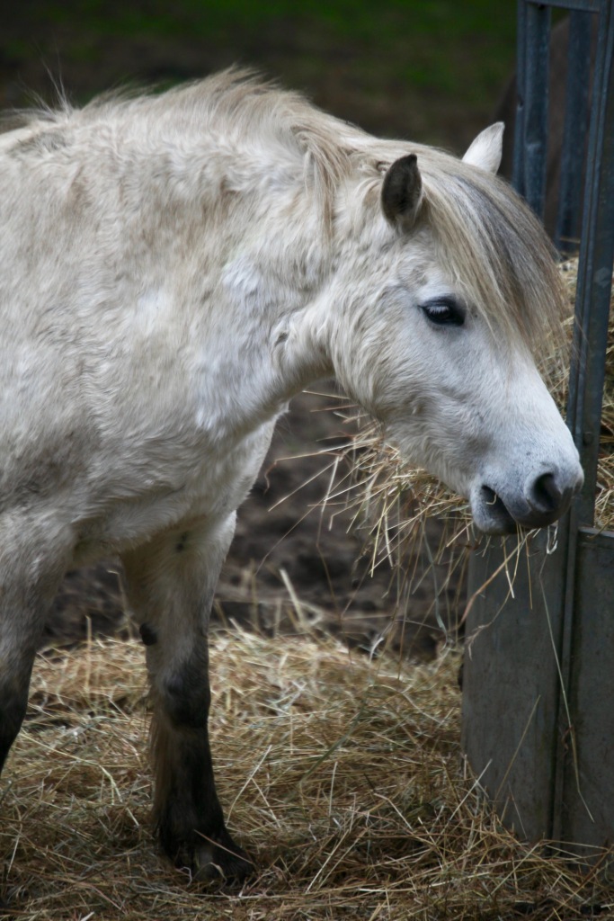 Pony eating hay 6