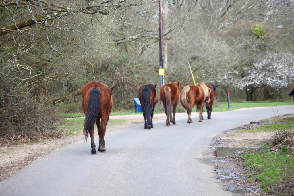 Ponies on road 1