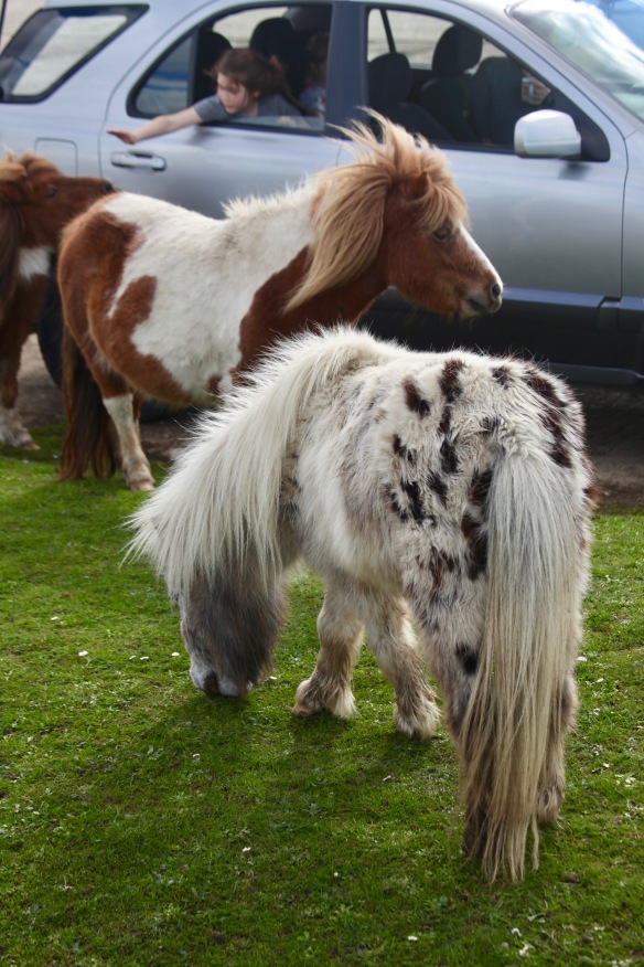 Child saying goodbye to Shetland ponies 1