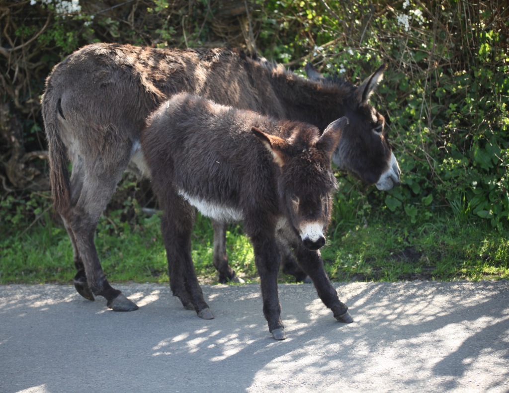 Donkey and foal 1
