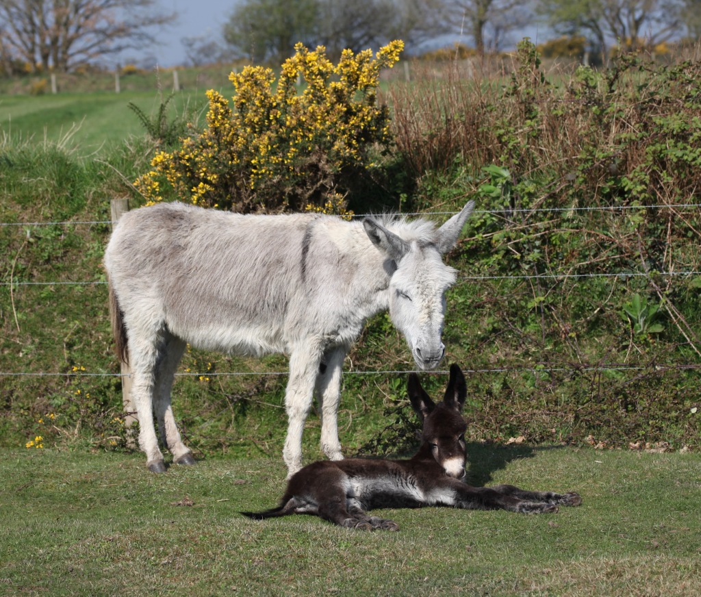 Donkey and foal 6