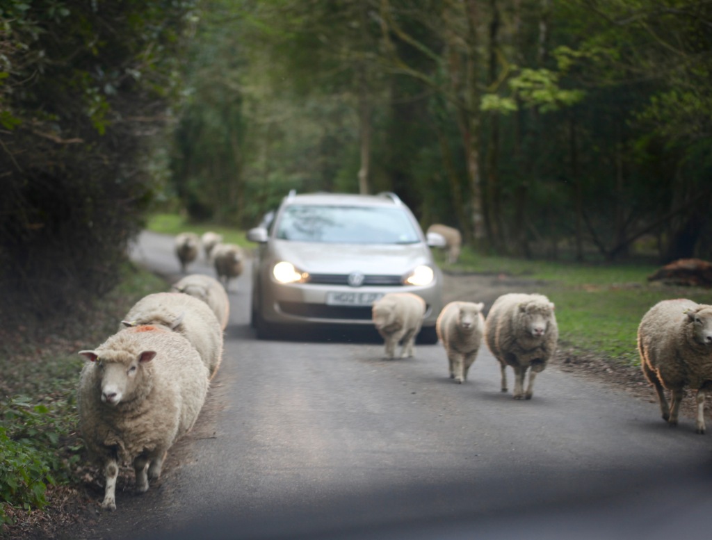 Sheep on road 2