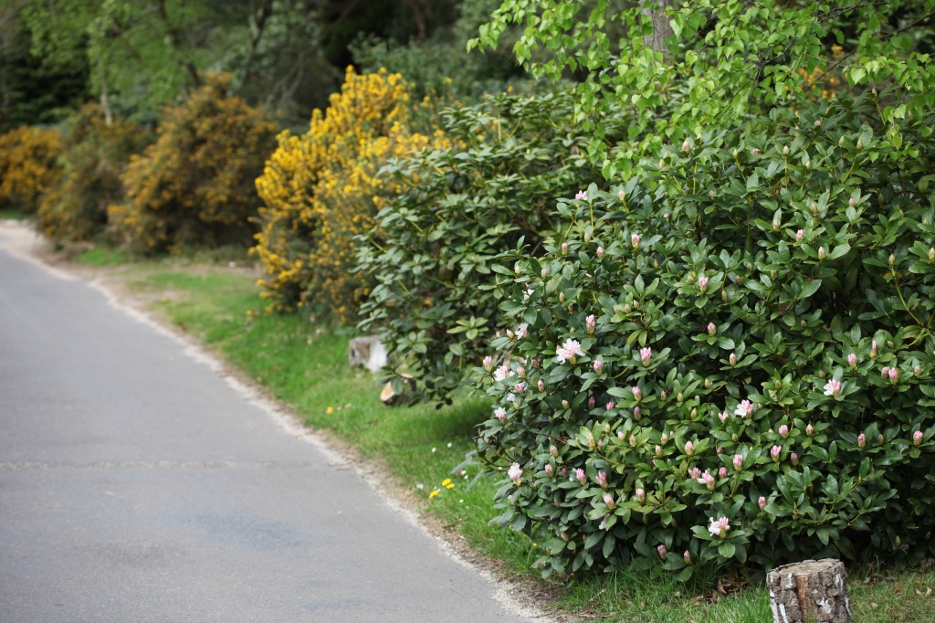 Rhododendron and gorse