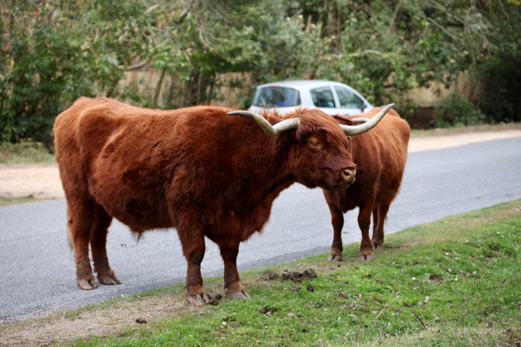 Highland cattle 4