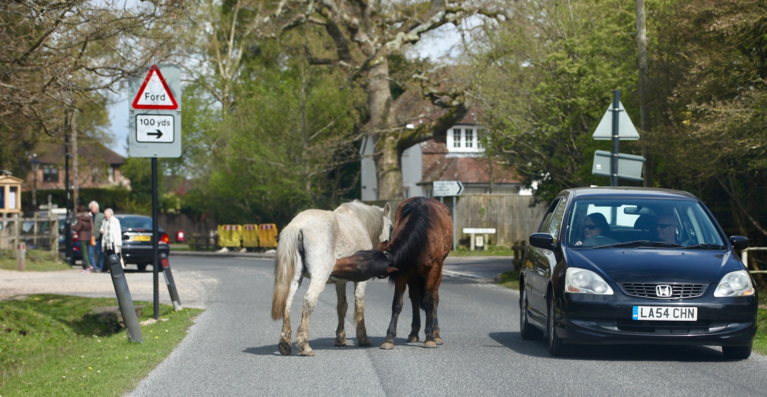 Ponies in road 2