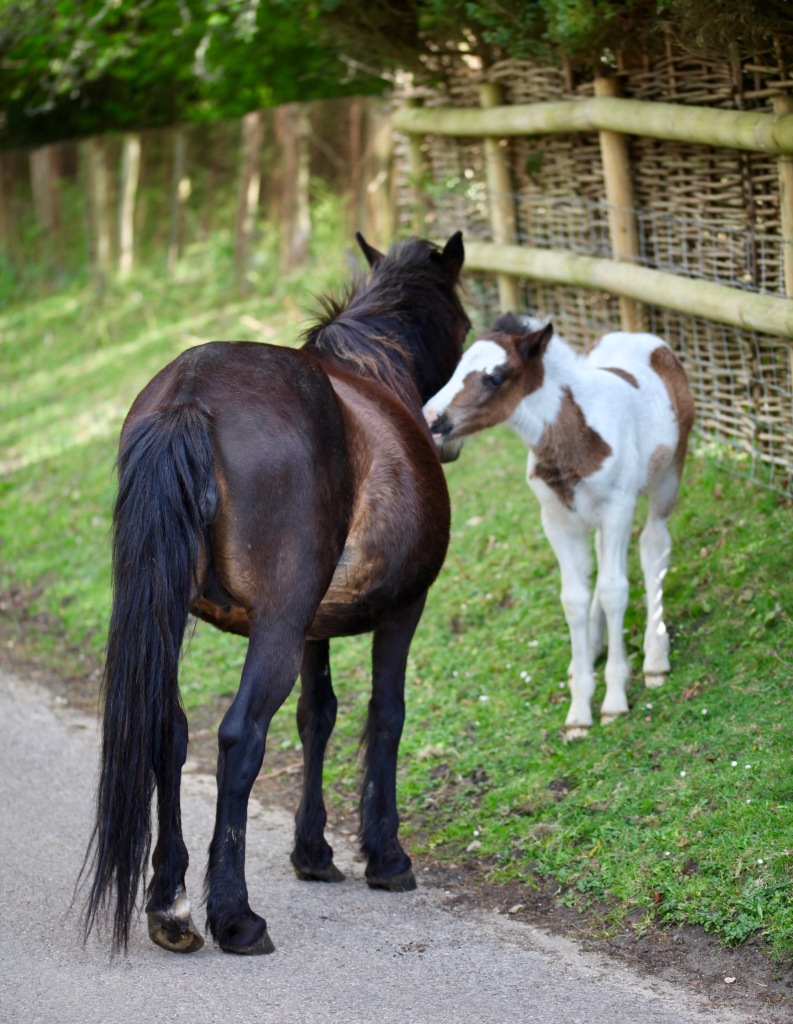 Mare and foal 2
