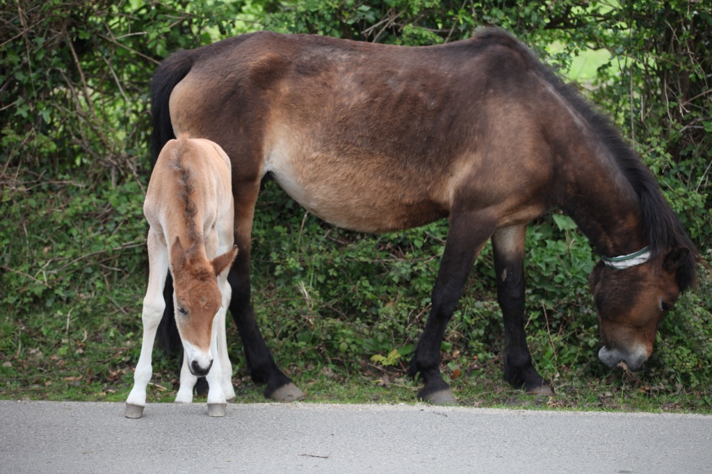 Pony mare and foal 1