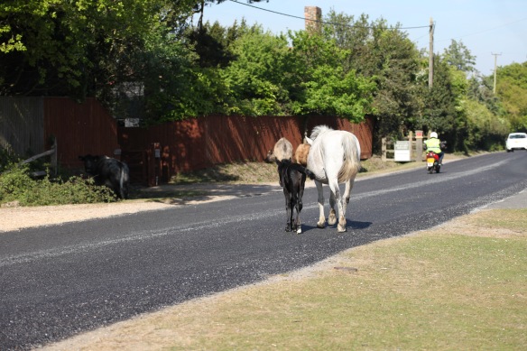 Pony mare and foal crossing road