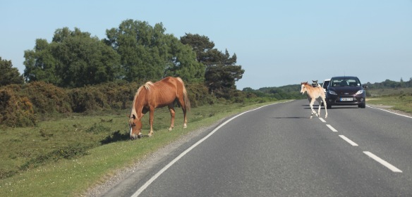 Foal running across road after mother