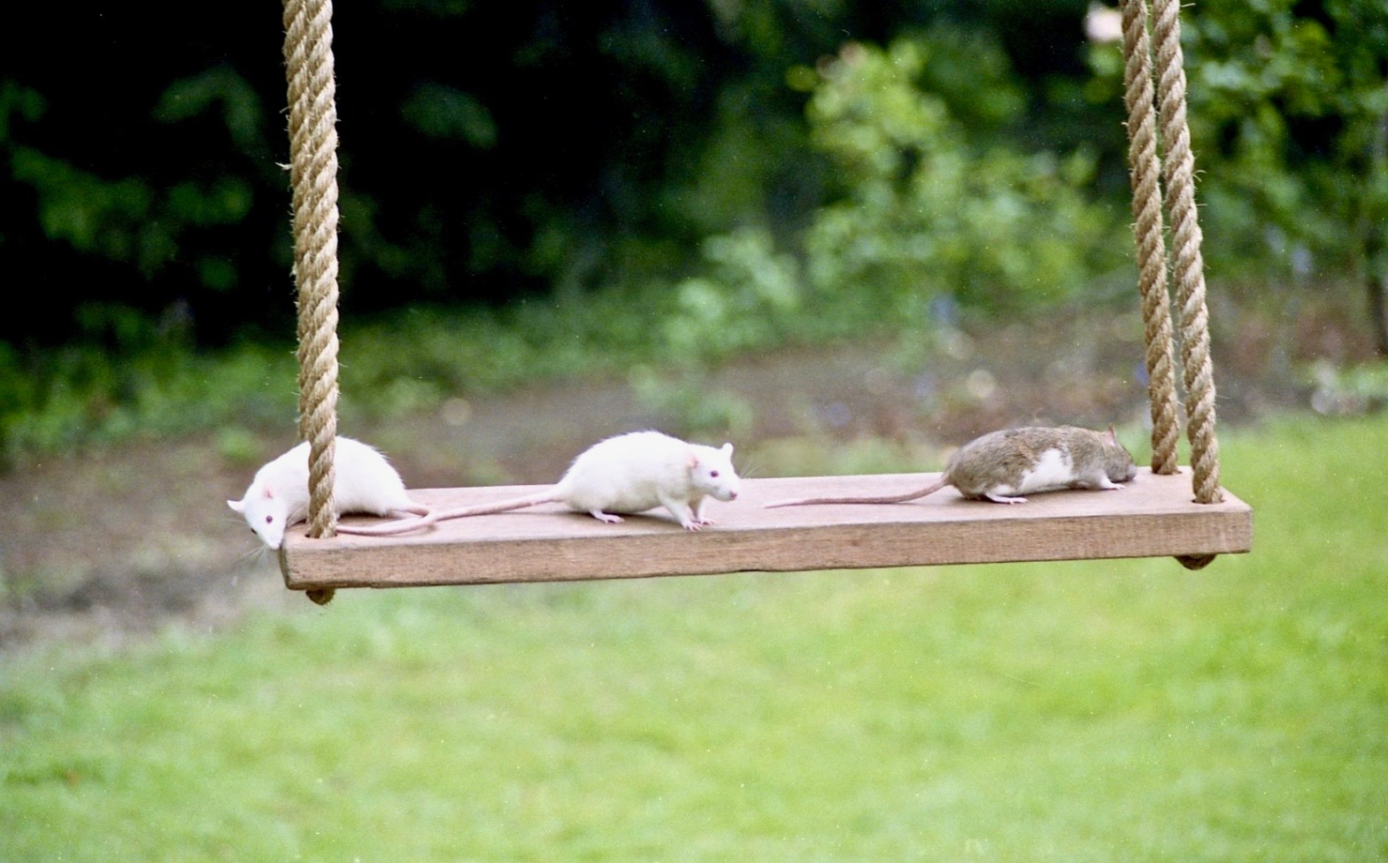 Rats on swing 5.90