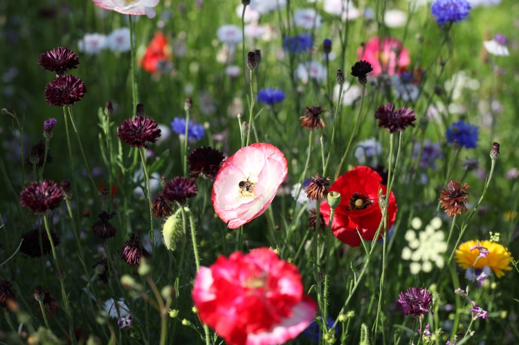 Wildflower meadow with bee on poppy 2