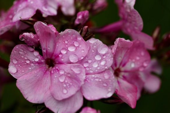 Raindrops on geranium 3