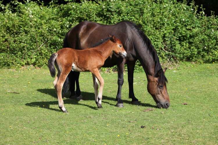 Pony and foal 1